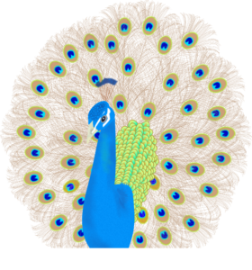 Peacock with spread tail